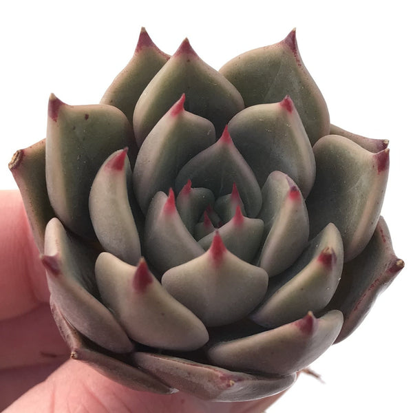 Echeveria Agavoides 'Sunny' 1" Small Succulent Plant