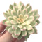 Echeveria 'Mebina' Variegated Large 3"-4" Succulent Plant