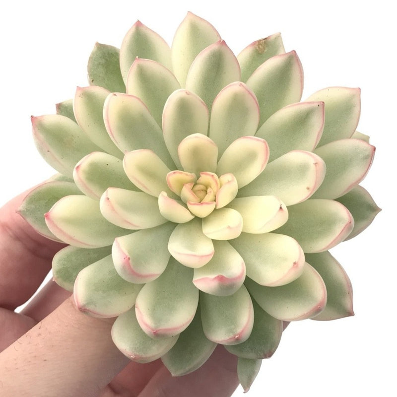 Echeveria 'Mebina' Variegated Large 3"-4" Succulent Plant