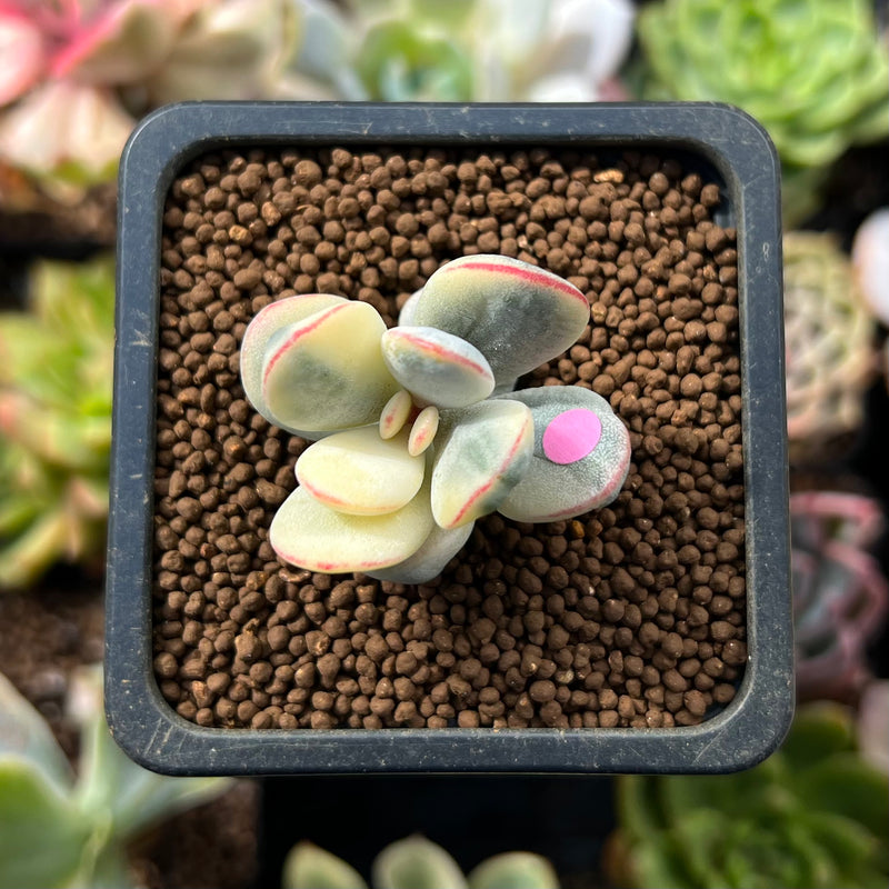 Cotyledon 'Orbiculata' Variegated 1" Cutting Succulent Plant *Cutting*