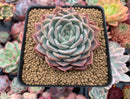 Echeveria 'Regina Ballard' 4" Succulent Plant