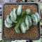 Haworthia Truncata sp. 2"-3" Cluster Succulent Plant