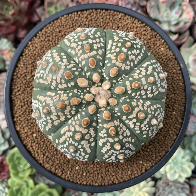 Astrophytum Asterias 'Mirakuru' 4" Plant Large Specimen *NO ROOTS*