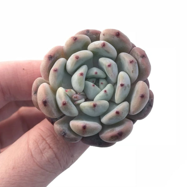 Echeveria Viyant Small 1”-2” Rare Succulent Plant