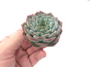 Echeveria 'Helena' Hybrid 2"-3" Powdery Succulent Plant