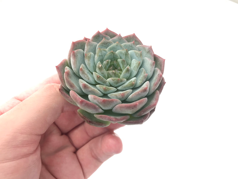 Echeveria 'Helena' Hybrid 2"-3" Powdery Succulent Plant