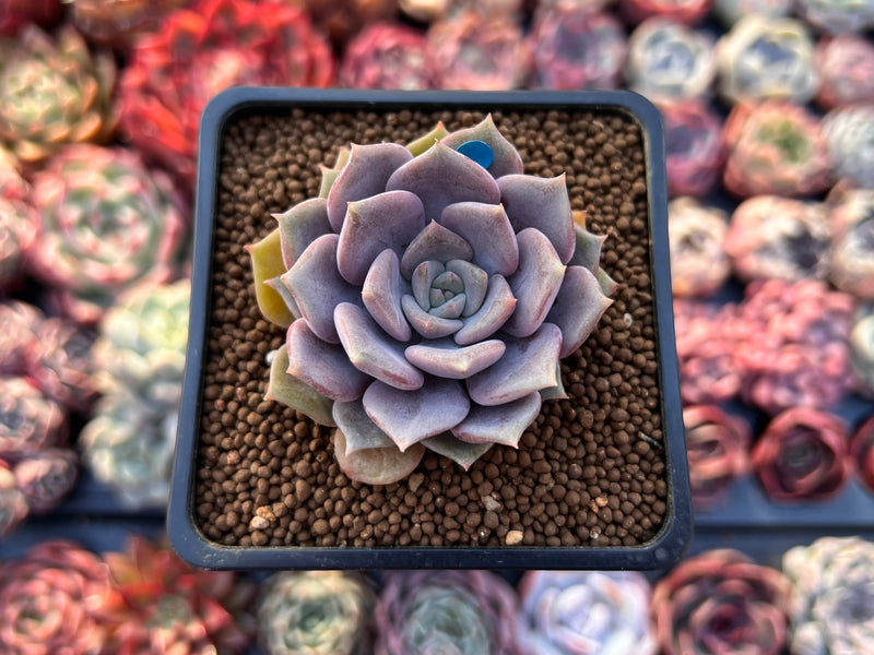 Echeveria 'Pastel Leon' 1"-2" Succulent Plant