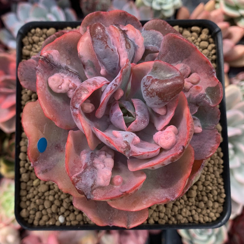 Echeveria 'Beyonce' Variegated 4" Succulent Plant