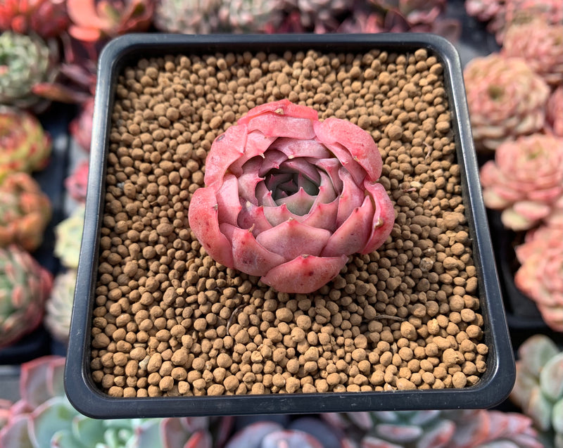 Echeveria 'Pink Noveau' 1" Succulent Plant