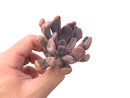 Echeveria 'Cupid' 3" Succulent Plant