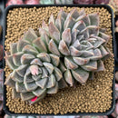 Echeveria 'Moiré' 3-4" Cluster Powdery Succulent Plant