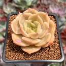 Echeveria 'Angelina' 2" Succulent Plant