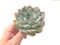 Echeveria 'Laui' Hybrid 4" Powdery Succulent Plant