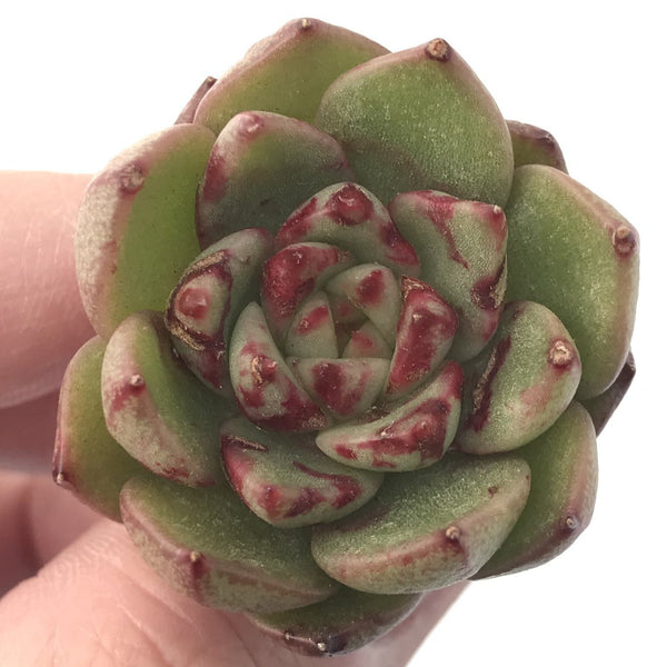 Echeveria 'Cass' 1" New Hybrid Small Succulent Plant