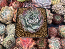 Echeveria 'Hearts Choice' 2" Succulent Plant