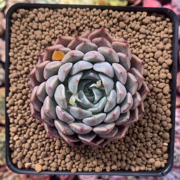 Echeveria 'Zaragoza' Hybrid 3"-4" Succulent Plant