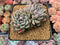 Echeveria 'Moiré' 3-4" Cluster Powdery Succulent Plant