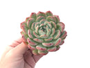 Echeveria 'Yusuke' 4" Succulent Plant