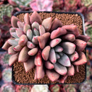 Graptoveria 'Ruby Donna' 2"-3" Cluster Succulent Plant