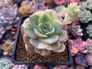 Echeveria 'Nicksana' Variegated 2" Succulent Plant