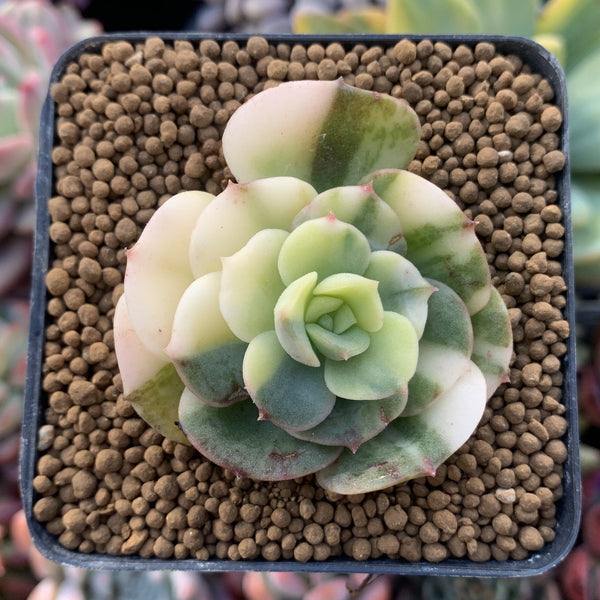 Echeveria 'Nicksana' Variegated 2" Succulent Plant