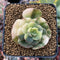 Echeveria 'Nicksana' Variegated 2" Succulent Plant