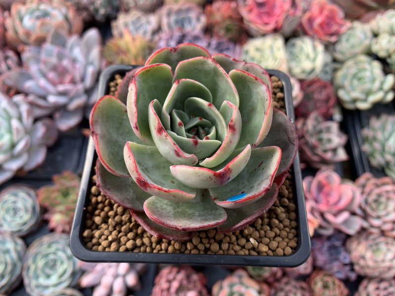 Echeveria 'Pink Flora' 3" Succulent Plant