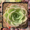 Echeveria 'Arenas' 3"-4" Succulent Plant