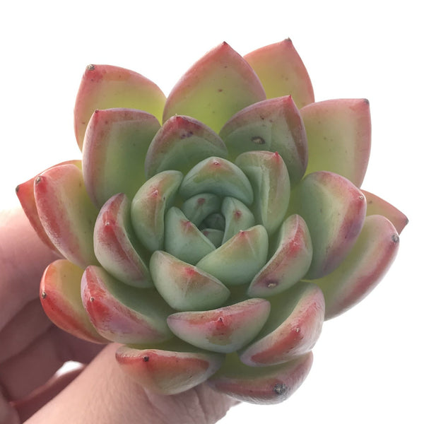 Echeveria 'Snow Queen' 3" Succulent Plant