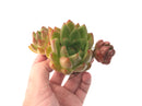 Echeveria Agavoides 'Bravo' Cluster 3"-4" Succulent Plant