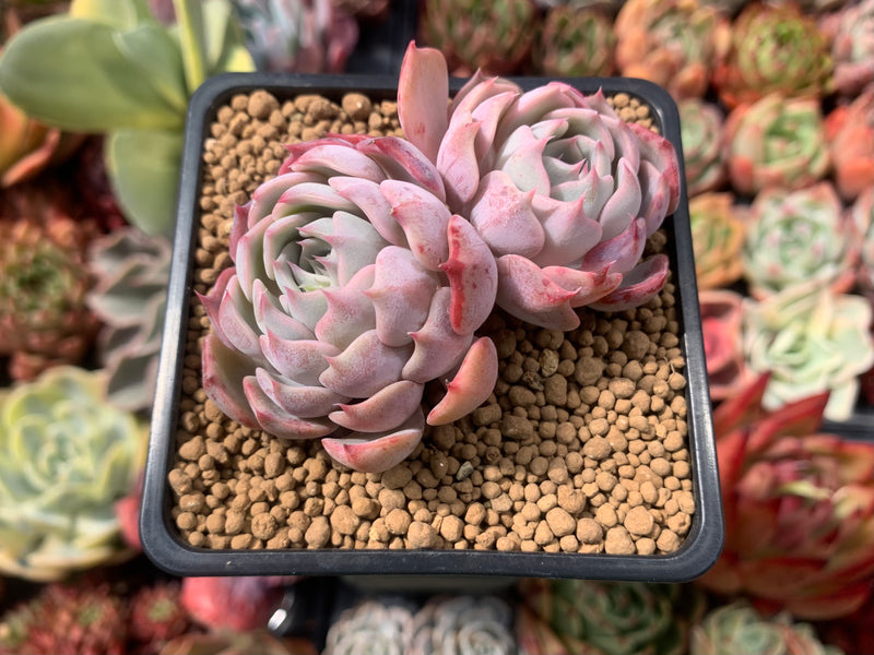 Echeveria sp. 2"-3" Succulent Plant