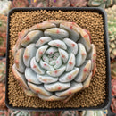 Echeveria 'Orange Monroe' 4" Powdery Succulent Plant