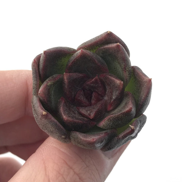 Echeveria 'Black Queen' 1" Small Succulent Plant