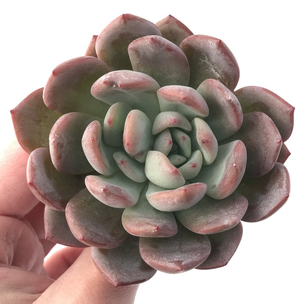 Echeveria 'Starmark' 4" Large Succulent Plant