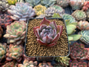 Echeveria 'Black Sabbath' 1" Succulent Plant