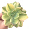 Echeveria 'Hakuhou' Variegated 5" Succulent Plant