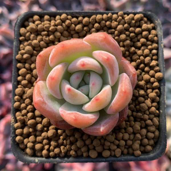 Echeveria 'Starmark' 1" Succulent Plant