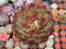 Echeveria Agavoides 'Fire Pillar' Extremely Large 7"-8" Succulent Plant