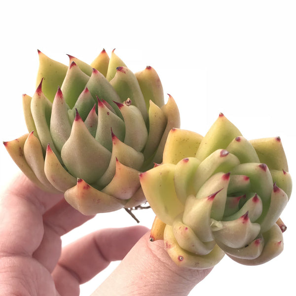 Echeveria Agavoides Maria Hybrid 3” Rare Succulent Plant