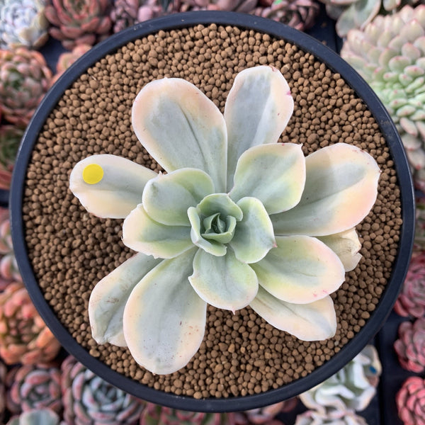 Echeveria 'Japan Moon River' Variegated 3"-4" Succulent Plant