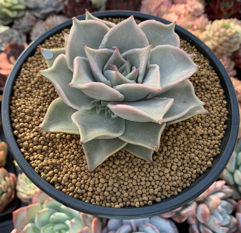 Echeveria 'Madiba' 4"-5" Succulent Plant