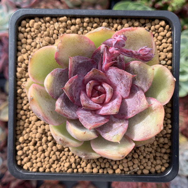 Echeveria 'Mirine' 2" Succulent Plant