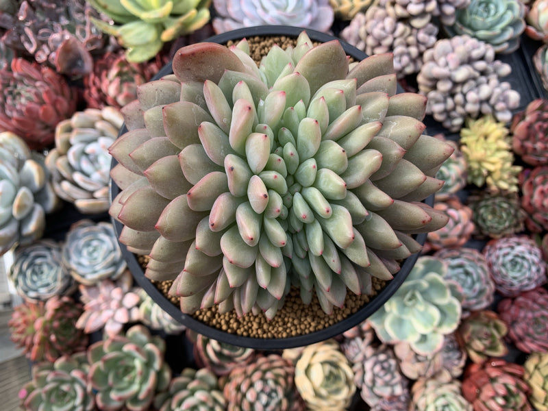 Echeveria 'Ariel' Crested 6"+ Very Large Succulent Plant