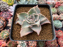 Echeveria 'Madiba' 3" Succulent Plant