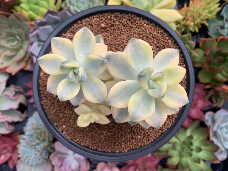 Graptoveria 'Titubans' Variegated 4" Cluster Succulent Plant