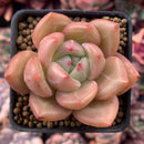 Echeveria Agavoides 'Shallot' 1" Succulent Plant