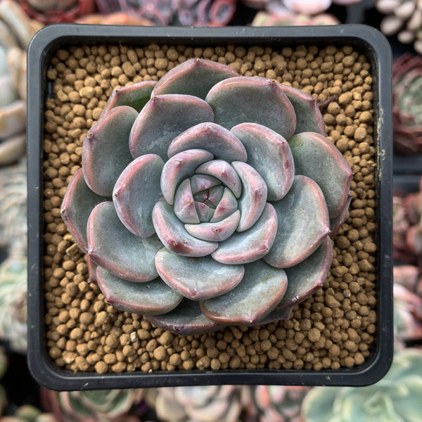 Echeveria 'Keralean' 2" Succulent Plant