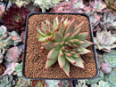 Echeveria Agavoides 'Challenger' Crested 3" Succulent Plant