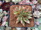 Echeveria Agavoides 'Challenger' Crested 3" Succulent Plant