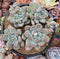 Pachyphytum 'Mureleri' 5" Cluster New Hybrid Succulent Plant